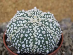 Astrophytum Z Jasenné květináč 5,5 cm