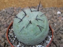 Tephrocactus geometricus květináč 6,5 cm