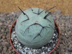 Tephrocactus geometricus květináč 6,5 cm - 12416475