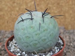 Tephrocactus geometricus květináč 6,5 cm - 12416476