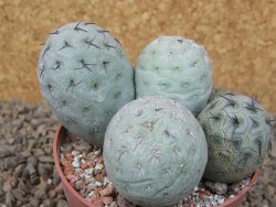 Tephrocactus geometricus květináč 8,5 cm