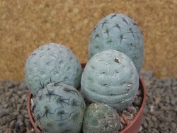Tephrocactus geometricus květináč 8,5 cm - 12416480