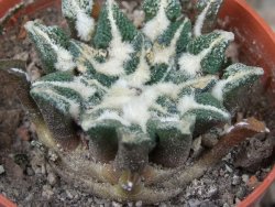 Ariocarpus kotschoubeyanus elephantidens Vista Hermosa květináč 5,5 cm - 12416487