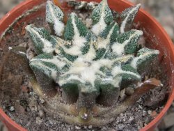 Ariocarpus kotschoubeyanus elephantidens Vista Hermosa květináč 5,5 cm - 12416488