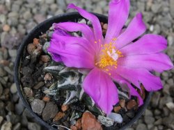 Ariocarpus kotschoubeyanus elephantidens Vista Hermosa květináč 5,5 cm - 12416492