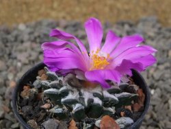 Ariocarpus kotschoubeyanus elephantidens Vista Hermosa květináč 5,5 cm - 12416493