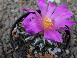 Ariocarpus kotschoubeyanus elephantidens Vista Hermosa květináč 5,5 cm - 12416494