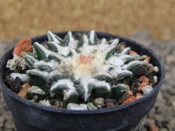 Ariocarpus kotschoubeyanus elephantidens Vista Hermosa květináč 5,5 cm - 12416498