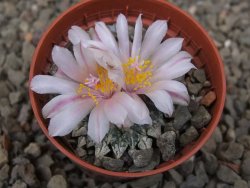 Ariocarpus kotschoubeyanus albiflorus Tula květináč 5,5 cm - 12416511