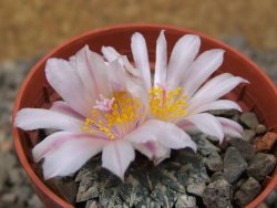 Ariocarpus kotschoubeyanus albiflorus Tula květináč 5,5 cm - 12416514