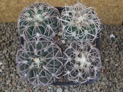 Gymnocalycium spegazzinii punillaense 4x Tom 06-81/1 El Obelisco, 11 cm květináč - 12416515