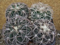 Gymnocalycium spegazzinii punillaense 4x Tom 06-81/1 El Obelisco, 11 cm květináč