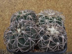 Gymnocalycium spegazzinii punillaense 4x Tom 06-81/1 El Obelisco, 11 cm květináč - 12416517