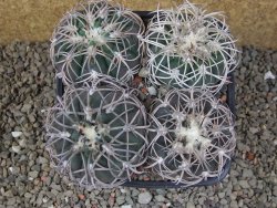 Gymnocalycium spegazzinii punillaense 4x Tom 06-81/1 El Obelisco, 11 cm květináč - 12416518