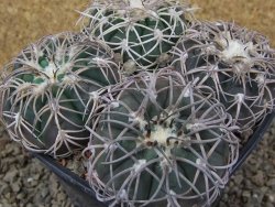 Gymnocalycium spegazzinii punillaense 4x Tom 06-81/1 El Obelisco, 11 cm květináč - 12416519