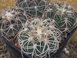 Gymnocalycium spegazzinii punillaense 4x Tom 06-81/1 El Obelisco, 11 cm květináč - 12416521