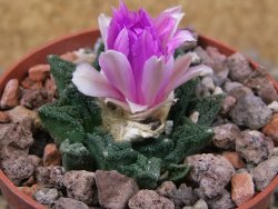 Ariocarpus fissuratus hintonii Matehuala květináč 6,5 cm Cites IA - 12416525