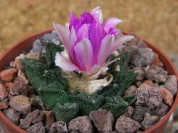 Ariocarpus fissuratus hintonii Matehuala květináč 6,5 cm Cites IA - 12416527