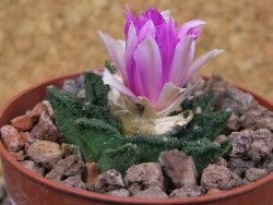 Ariocarpus fissuratus hintonii Matehuala květináč 6,5 cm Cites IA - 12416528
