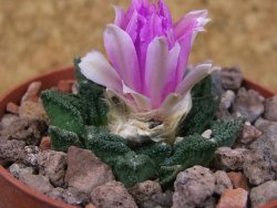 Ariocarpus fissuratus hintonii Matehuala květináč 6,5 cm Cites IA - 12416529