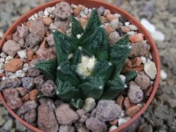 Ariocarpus fissuratus hintonii Matehuala květináč 6,5 cm Cites IA - 12416531