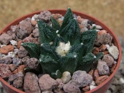 Ariocarpus fissuratus hintonii Matehuala květináč 6,5 cm Cites IA - 12416532