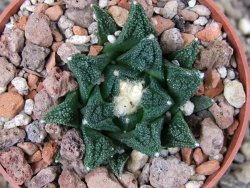 Ariocarpus fissuratus hintonii Matehuala květináč 6,5 cm Cites IA - 12416533
