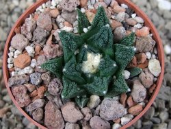 Ariocarpus fissuratus hintonii Matehuala květináč 6,5 cm Cites IA