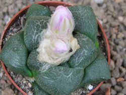 Ariocarpus lloydii, květináč 6,5 cm - 12416539