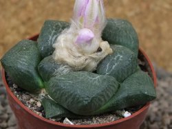 Ariocarpus lloydii, květináč 6,5 cm - 12416540