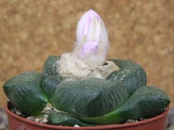 Ariocarpus lloydii, květináč 6,5 cm - 12416542
