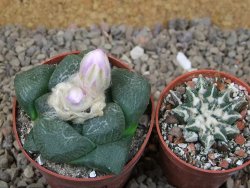 Ariocarpus lloydii, květináč 6,5 cm - 12416543