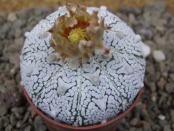 Astrophytum Z Jasenné květináč 5,5 cm