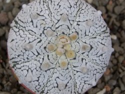 Astrophytum Z Jasenné květináč 5,5 cm - 12416549