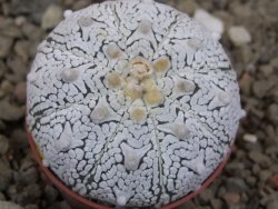 Astrophytum Z Jasenné květináč 5,5 cm - 12416550