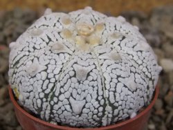 Astrophytum Z Jasenné květináč 5,5 cm - 12416551