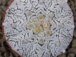 Astrophytum Z Jasenné květináč 5,5 cm - 12416557