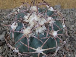 Echinocactus horizonthalonius IDD049/03 Jacales, květináč 6,5 cm - 12416559