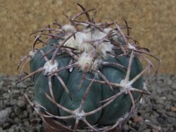 Echinocactus horizonthalonius IDD049/03 Jacales, květináč 6,5 cm - 12416561