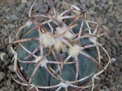 Echinocactus horizonthalonius IDD049/03 Jacales, květináč 6,5 cm - 12416571
