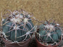 Echinocactus horizonthalonius IDD049/03 Jacales, květináč 6,5 cm - 12416575
