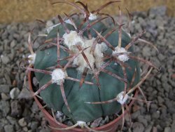 Echinocactus horizonthalonius IDD049/03 Jacales, květináč 6,5 cm - 12416576