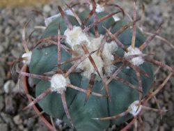 Echinocactus horizonthalonius IDD049/03 Jacales, květináč 6,5 cm - 12416578