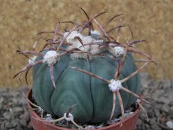 Echinocactus horizonthalonius IDD049/03 Jacales, květináč 6,5 cm
