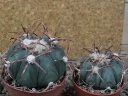 Echinocactus horizonthalonius IDD049/03 Jacales, květináč 6,5 cm - 12416584