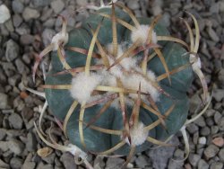 Echinocactus horizonthalonius IDD049/03 Jacales, květináč 5,5 cm - 12416587