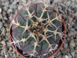 Gymnocalycium spegazzinii unguispinum SL 44b, 5,5 cm květináč