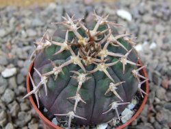 Gymnocalycium spegazzinii unguispinum SL 44b, 5,5 cm květináč - 12416593
