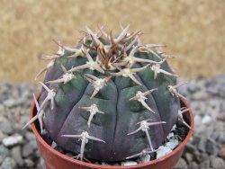 Gymnocalycium spegazzinii unguispinum SL 44b, 5,5 cm květináč - 12416594