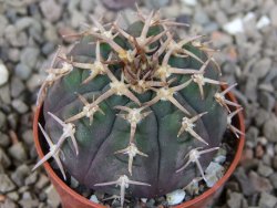 Gymnocalycium spegazzinii unguispinum SL 44b, 5,5 cm květináč - 12416595